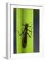 Perla Maxima (Stonefly)-Paul Starosta-Framed Photographic Print