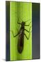 Perla Maxima (Stonefly)-Paul Starosta-Mounted Photographic Print