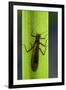 Perla Maxima (Stonefly)-Paul Starosta-Framed Photographic Print