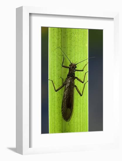 Perla Maxima (Stonefly)-Paul Starosta-Framed Photographic Print