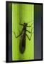 Perla Maxima (Stonefly)-Paul Starosta-Framed Photographic Print