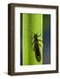 Perla Maxima (Stonefly)-Paul Starosta-Framed Photographic Print