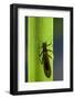 Perla Maxima (Stonefly)-Paul Starosta-Framed Photographic Print