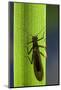 Perla Maxima (Stonefly)-Paul Starosta-Mounted Photographic Print