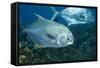 Permit (Trachinotus Falcatus)-Stephen Frink-Framed Stretched Canvas