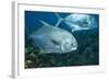 Permit (Trachinotus Falcatus)-Stephen Frink-Framed Photographic Print