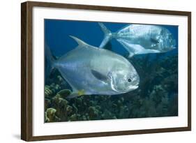 Permit (Trachinotus Falcatus)-Stephen Frink-Framed Photographic Print