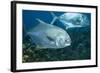 Permit (Trachinotus Falcatus)-Stephen Frink-Framed Photographic Print