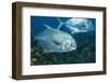 Permit (Trachinotus Falcatus)-Stephen Frink-Framed Photographic Print