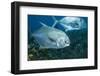 Permit (Trachinotus Falcatus)-Stephen Frink-Framed Photographic Print