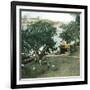 Pernambuco (Brazil), the River Port, around 1900-Leon, Levy et Fils-Framed Photographic Print