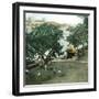 Pernambuco (Brazil), the River Port, around 1900-Leon, Levy et Fils-Framed Photographic Print