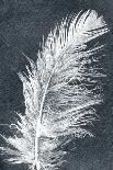 Feather 1 Light-Pernille Folcarelli-Art Print