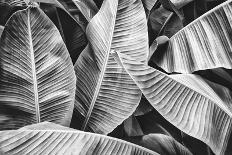 Tropical Banana Palm Leaf-pernsanitfoto-Photographic Print