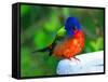 Perplexed Painted Bunting (Male) Bird, Immokalee, Florida, USA-Bernard Friel-Framed Stretched Canvas