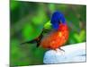 Perplexed Painted Bunting (Male) Bird, Immokalee, Florida, USA-Bernard Friel-Mounted Photographic Print