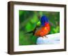 Perplexed Painted Bunting (Male) Bird, Immokalee, Florida, USA-Bernard Friel-Framed Photographic Print