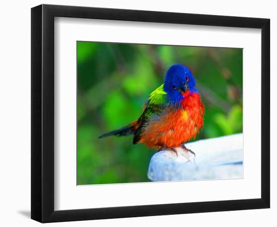 Perplexed Painted Bunting (Male) Bird, Immokalee, Florida, USA-Bernard Friel-Framed Photographic Print