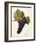 Perricone Grape-A. Kreyder-Framed Giclee Print