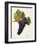 Perricone Grape-A. Kreyder-Framed Giclee Print