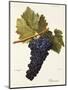 Perricone Grape-A. Kreyder-Mounted Giclee Print