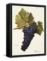 Perricone Grape-A. Kreyder-Framed Stretched Canvas