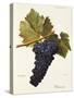 Perricone Grape-A. Kreyder-Stretched Canvas