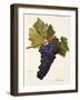 Perricone Grape-A. Kreyder-Framed Giclee Print