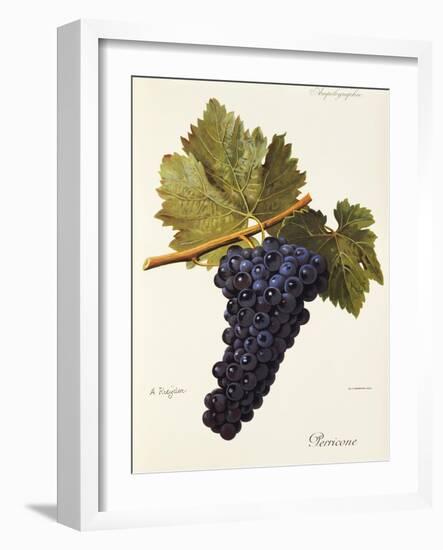 Perricone Grape-A. Kreyder-Framed Giclee Print