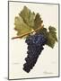 Perricone Grape-A. Kreyder-Mounted Giclee Print