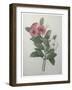 Perriwinkle-Pierre-Joseph Redoute-Framed Art Print