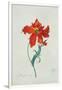 Perroquet Rouge, A Botanical Illustration-Georg Dionysius Ehret-Framed Giclee Print