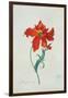 Perroquet Rouge, A Botanical Illustration-Georg Dionysius Ehret-Framed Giclee Print