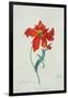 Perroquet Rouge, A Botanical Illustration-Georg Dionysius Ehret-Framed Giclee Print