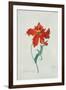 Perroquet Rouge, A Botanical Illustration-Georg Dionysius Ehret-Framed Giclee Print