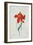 Perroquet Rouge, A Botanical Illustration-Georg Dionysius Ehret-Framed Giclee Print