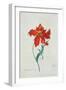 Perroquet Rouge, A Botanical Illustration-Georg Dionysius Ehret-Framed Giclee Print