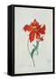 Perroquet Rouge, A Botanical Illustration-Georg Dionysius Ehret-Framed Stretched Canvas