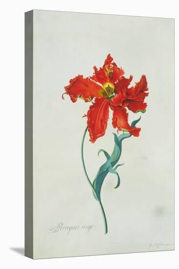 Perroquet Rouge, A Botanical Illustration-Georg Dionysius Ehret-Stretched Canvas