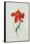 Perroquet Rouge, A Botanical Illustration-Georg Dionysius Ehret-Framed Stretched Canvas