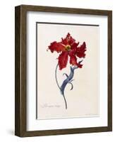 Perroquet Rouge, C.1744-Georg Dionysius Ehret-Framed Giclee Print