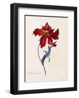 Perroquet Rouge, C.1744-Georg Dionysius Ehret-Framed Giclee Print