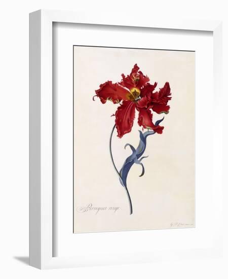 Perroquet Rouge, C.1744-Georg Dionysius Ehret-Framed Giclee Print