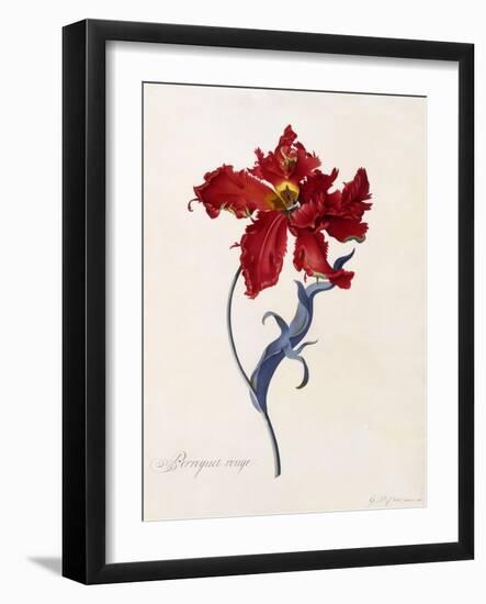 Perroquet Rouge, C.1744-Georg Dionysius Ehret-Framed Giclee Print