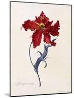 Perroquet Rouge, C.1744-Georg Dionysius Ehret-Mounted Giclee Print