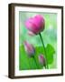 Perry's Water Garden, Lotus Bloom and Buds, Franklin, North Carolina, USA-Joanne Wells-Framed Photographic Print