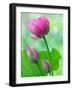 Perry's Water Garden, Lotus Bloom and Buds, Franklin, North Carolina, USA-Joanne Wells-Framed Photographic Print