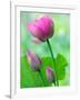 Perry's Water Garden, Lotus Bloom and Buds, Franklin, North Carolina, USA-Joanne Wells-Framed Photographic Print