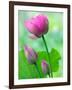 Perry's Water Garden, Lotus Bloom and Buds, Franklin, North Carolina, USA-Joanne Wells-Framed Photographic Print