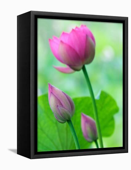 Perry's Water Garden, Lotus Bloom and Buds, Franklin, North Carolina, USA-Joanne Wells-Framed Stretched Canvas